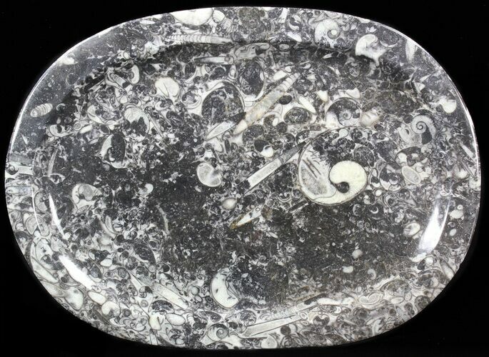 / Fossil Orthoceras & Goniatite Plate - Stoneware #40390